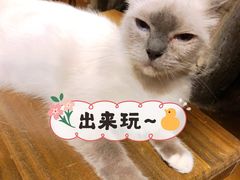 -猫猫幼稚园·撸猫·桌游·电玩