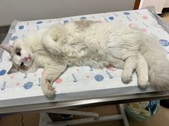 -灵美宠物诊所