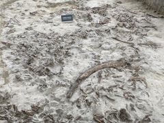 -金沙遗址博物馆