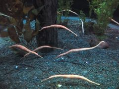 -凯莉-塔尔敦海洋生物水族馆