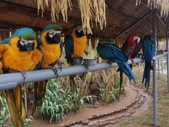 -西霞口神雕山野生动物世界