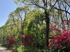 -上海海湾国家森林公园