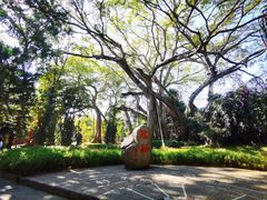 -瑞丽独树成林风景区