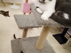 -三花喵·撸猫购宠·宠物生活馆(虹桥南丰城店)