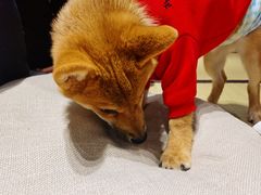 -逗柴咖啡屋·狗咖猫咖宠物桌游