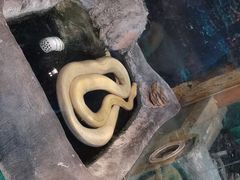 -上海大自然野生昆虫馆(东方明珠·爬宠昆虫探索中心)