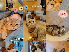 -啵啵喵·猫咖(攀华国际店)