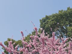 -南山植物园