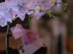 -Ten Olives甜点