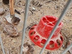 -观桥阁(锦溪店)