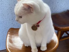 -有猫主题·治愈系猫咖(曾厝垵店)