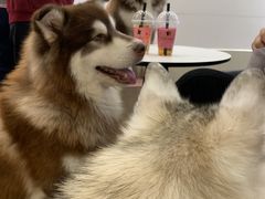 -Let's go狗咖·猫咖·奶狗·桌游(春熙路IFS店)