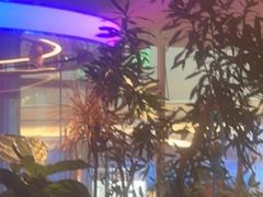 -桂满陇·蟹黄小笼汤包(清河万象店)