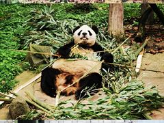 -都江堰中华大熊猫苑