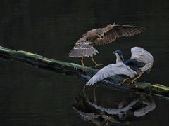 -重庆彩云湖湿地公园