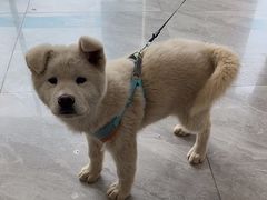 -德元·美联众合24小时动物医院(总院)
