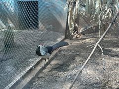 -青藏高原野生动物园