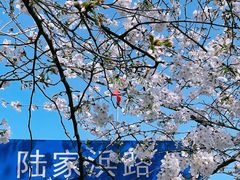 -陆家浜路(地铁站)