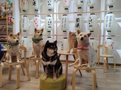 -柴迷FANS CLUB·柴犬狗咖·猫咖