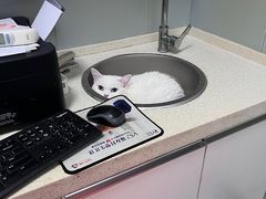 -伟伟宠物医院·瑞派猫友好医院·猫科(光谷店)
