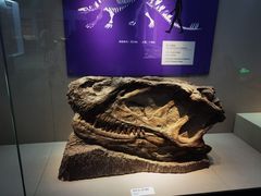 -国家自然博物馆