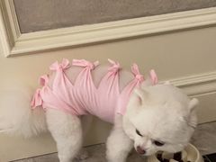 -伟伟宠物医院·CT影像中心·瑞派犬猫综合性门诊(汉口总院)
