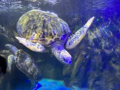 -太平洋海底世界