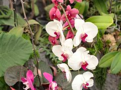 -上海鲜花港