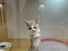 -青奢宠物·青奢猫舍