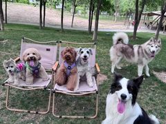 -爪吧宠物乐园 (温榆河示范区店)