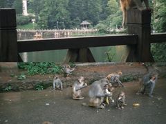-黔灵山公园