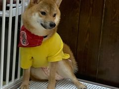 -逗柴咖啡屋·狗咖猫咖宠物桌游