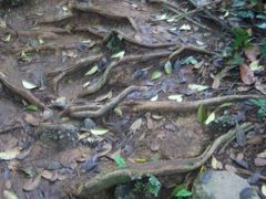 -武吉知马自然保护区