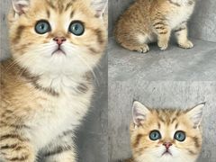 -小猫来了·猫舍(红山六九七九店)