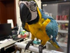 -观桥阁(锦溪店)