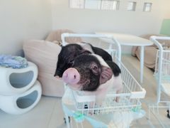 -怪兽屋·羊驼·猫咖·狗咖(俊华广场店)