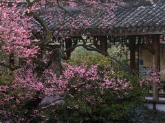 -杭州植物园