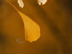 -腾爱熊猫咖啡生活馆(老东门店)