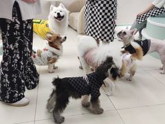 -怪兽屋·羊驼·猫咖·狗咖(俊华广场店)