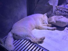 -上海海昌海洋公园