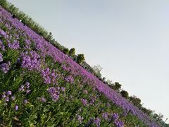 -荷兰花海