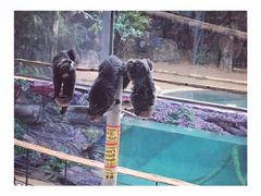 -清迈夜间动物园