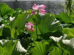 -西湖外事游船(花港观鱼码头)