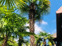 -太阳岛度假酒店