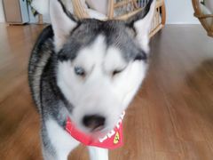-Husky Go! 哈士奇体验馆·宠物咖啡厅狗咖
