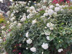 -人民公园(罗湖区)