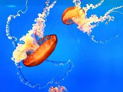 -太平洋海底世界