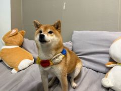 -柴迷FANS CLUB·柴犬狗咖·猫咖