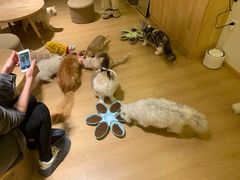 -猫腻·猫咖·撸猫馆(星光大道店)