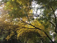 -三里屯东五街银杏大道